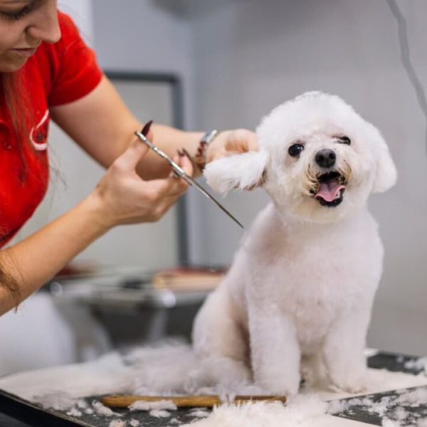 Paws & Pixels The Best Online Tools Every Pet Parent Should Know 